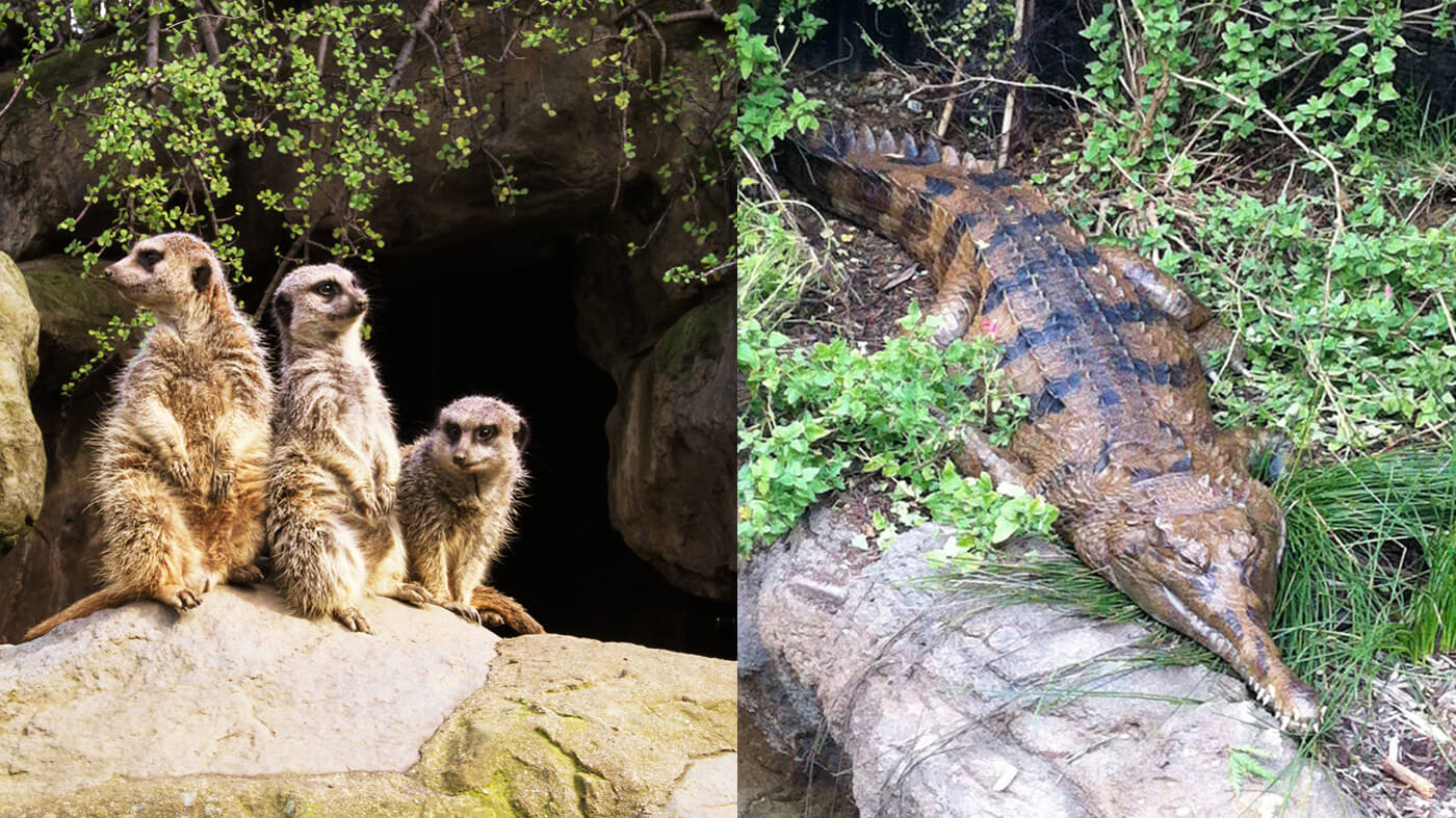 Split screen showing animals outdoors